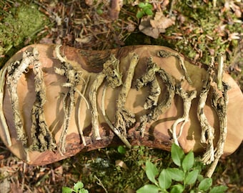 Undlela Ziimhlophe | Silene Capensis | African Dream Root | Ubulawu Family | Xhosa Dream Herb | Sacred Plant for Prophetic Dreams