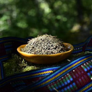 Sinicuichi Wild Harvested & Organic in Mexico