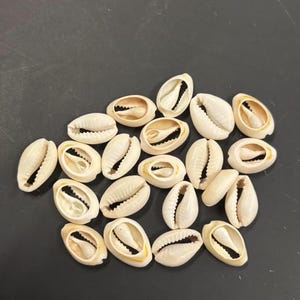 Real cowrie shells: half seashells for beach macrame jewelry sh7 ( 24 shells)
