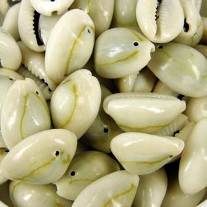 20 cowrie shells: drilled natural seashells for jewelry & macrame, sh22 image 2