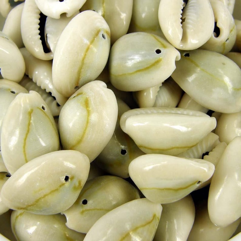 20 cowrie shells: drilled natural seashells for jewelry & macrame, sh22 image 2