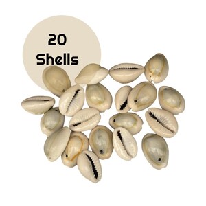 20 cowrie shells: drilled natural seashells for jewelry & macrame, sh22