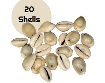 20 cowrie shells: drilled natural seashells for jewelry & macrame, sh22