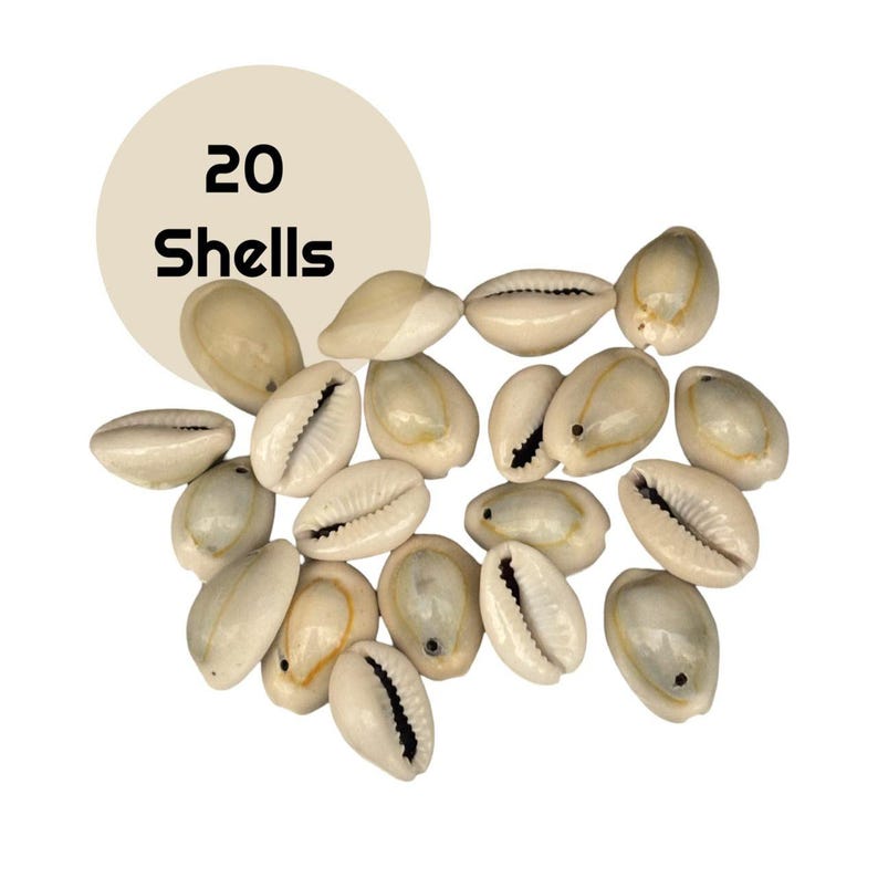 20 cowrie shells: drilled natural seashells for jewelry & macrame, sh22 image 1