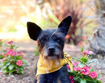 Dog Bandana | Friends in Orange | Animals, Pig, Dog, Bird, Cat | Gifts for Dogs | Match Your Dog