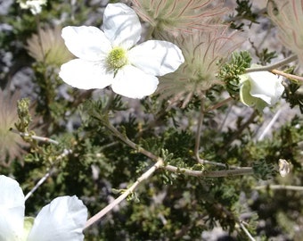 Esencia floral Apache Plume, meditación, sabiduría interior, sueños lúcidos, tiempo de sueño, trabajo con sueños, cuerpo astral