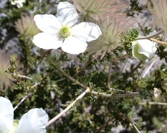 Apache Plume Flower Essence, Meditation, Inner Wisdom, Lucid Dreaming, Dreamtime, Dreamwork, Astral Body