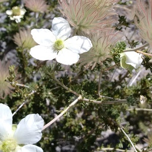 Apache Plume Flower Essence, Meditation, Inner Wisdom, Lucid Dreaming, Dreamtime, Dreamwork, Astral Body