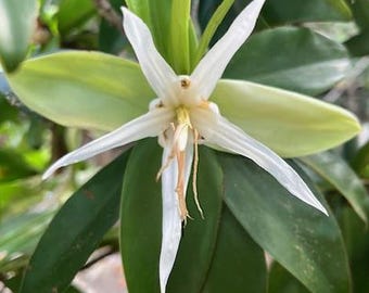 Esencia de Flor de Manglar, Propósito de Vida Cósmica, Masculino Divino, Amor Incondicional, Camino de la Sacerdotisa