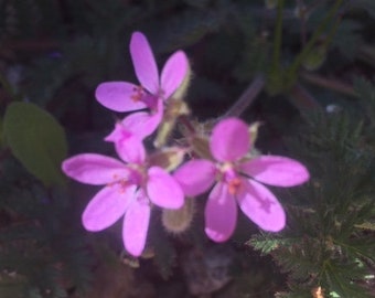 Filaree Blütenessenz, Loslassen, Verbindung, emotionales Gleichgewicht, Leichtigkeit, Glück