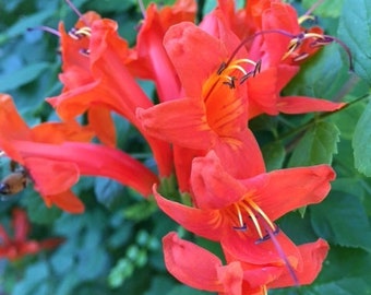 Esencia floral de madreselva del Cabo, equilibrio, moderación, compasión, esta NO ES UNA PLANTA VIVA