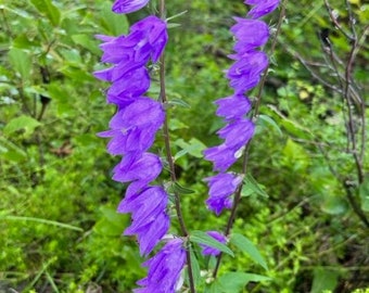Esencia floral de campanilla, intuición, confianza en uno mismo, chakra de la estrella del alma, tercer ojo, chakra de la coronilla, desarrollo espiritual, pensamiento positivo