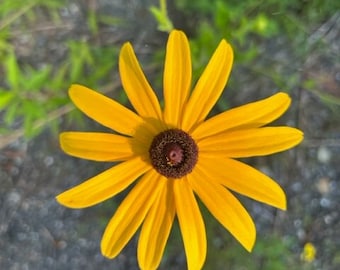 Black Eyed Susan Flower Essence, Transformation, Shadow Work, Integrating Light & Dark