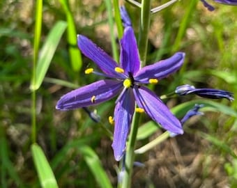 Esencia floral de Camas, Equilibrio, Manifestación, Chakra de la Garganta, Tercer Ojo, Chakra de la Corona