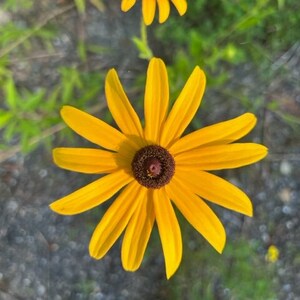 Esencja kwiatowa Black Eyed Susan, transformacja, praca z cieniem, integracja światła i ciemności