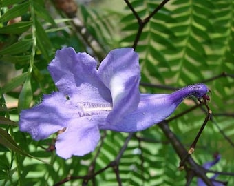 Esencia floral de jacarandá: enfoque, concentración, plenitud y confianza.