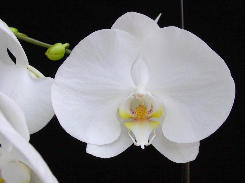 Orchid Flower Essence Phalaenopsis Orchid Sensuality Sexual Etsy