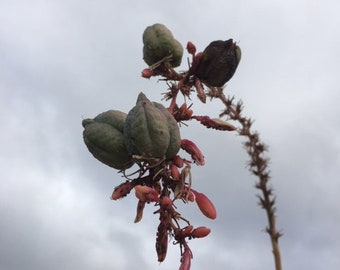 Esencia de flor de yuca roja, activación de la kundalini, respiración, activación de dones, guía, conocimiento interior, intuición, confianza.