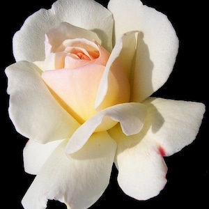 White & Red Rose Flower Essence, Lunar Eclipse, Full Moon Aries, Heart Purification, Rebirth