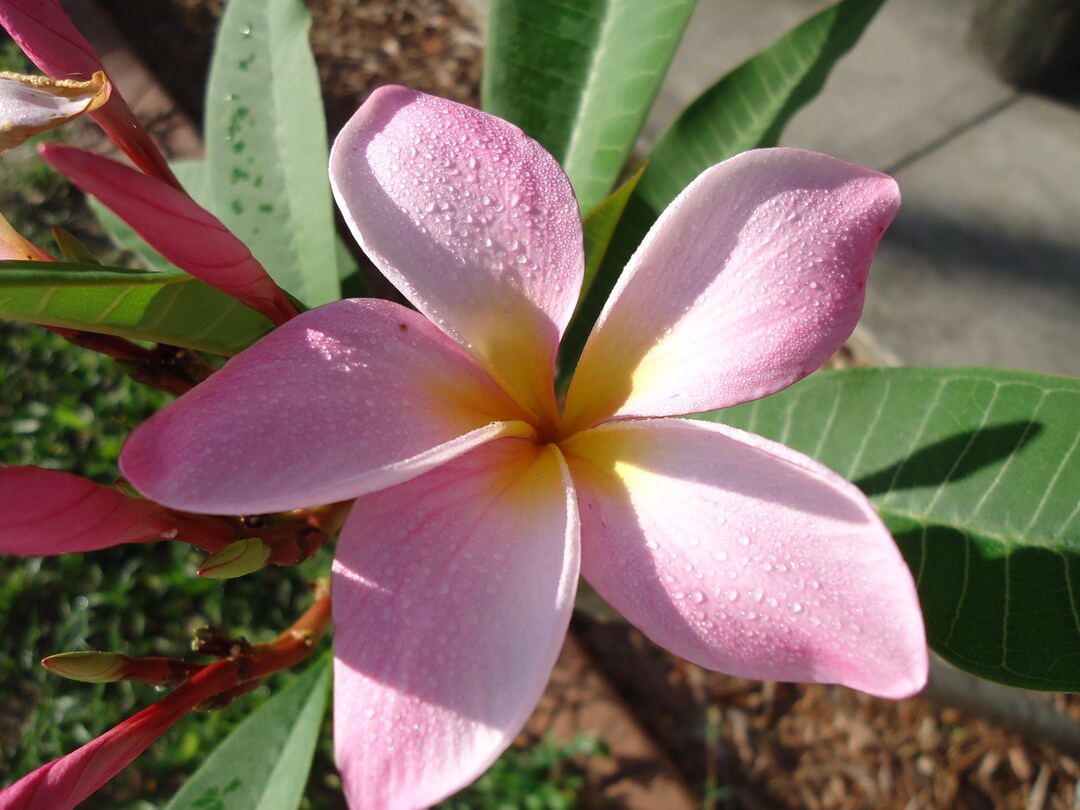 Frangipani Flower Essence, Plumeria Flower Essence, Balancing, Sacral