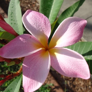 Frangipani Flower Essence, Plumeria Flower Essence, Balancing, Sacral Plexus, Meditation, Balance Divine Masculine & Feminine