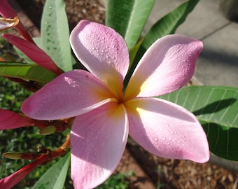Esencia de flor de frangipani, esencia de flor de plumeria, equilibrio, plexo sacro, meditación, equilibrio divino masculino y femenino