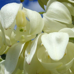 White Yucca Flower Essence, Self Care, Rebirth, Strength, New Moon Gemini