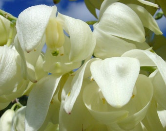 Esencia de flor de yuca blanca, autocuidado, renacimiento, fuerza, luna nueva en Géminis