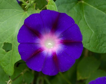 Morning Glory Flower Essence, Spiritual Awakening, Rebirth, Sun Cycle, EMFs