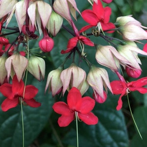 Bleeding Heart Flower Essence, Heart Chakra, Relationship Support, Heartbreak