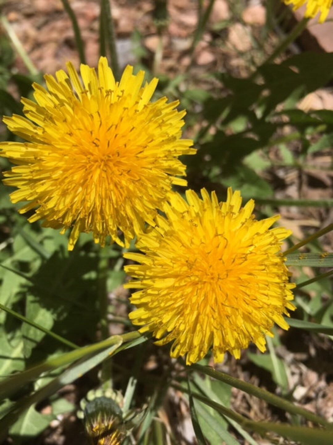 Dandelion Flower Essence, Release Toxicity, Acceptance, Clarity Etsy