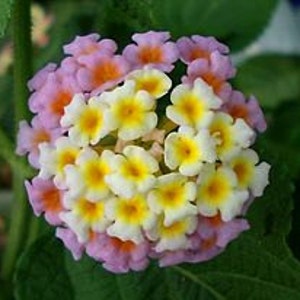 Lantana Flower Essence, Psychic Clearing, Unconditional Love, Balance