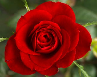 Esencia floral de rosa roja, Venus directo, centrado, chakra del corazón, resistencia