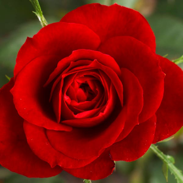 Red Rose Flower Essence, Venus Direct, Centering, Heart Chakra, Endurance