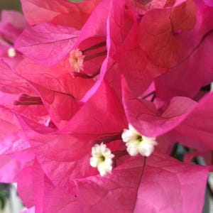 Puede incluir: Primer plano de flores de buganvilla de color rosa vibrante. La imagen muestra las delicadas br&aacute;cteas, con tonos de rosa brillante, con peque&ntilde;os centros florales blancos y amarillos. Los p&eacute;talos tienen venas visibles, creando una apariencia texturizada.