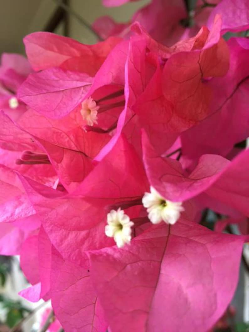 Puede incluir: Primer plano de flores de buganvilla de color rosa vibrante. La imagen muestra las delicadas br&aacute;cteas, con tonos de rosa brillante, con peque&ntilde;os centros florales blancos y amarillos. Los p&eacute;talos tienen venas visibles, creando una apariencia texturizada.