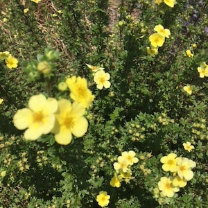 Cinquefoil Flower Essence, Higher Communication, Emotional Clearing, Heart Chakra, Solar Plexus, Lion&#39;s Gate