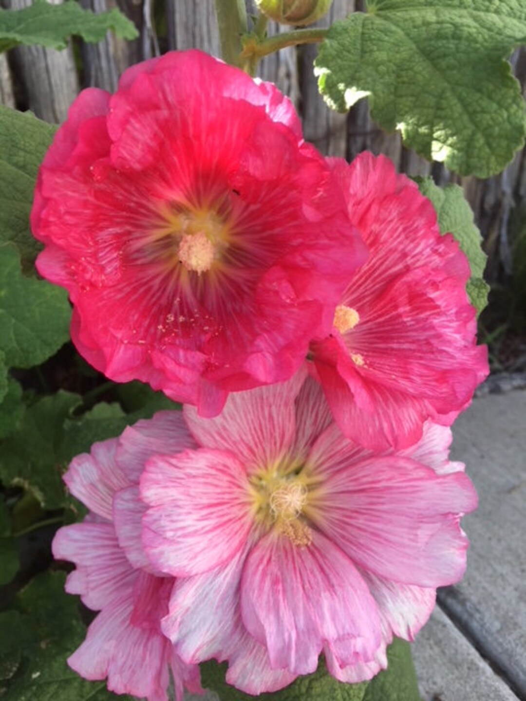 Hollyhock Flower Essence, Transformation, Trust, Unconditional Love