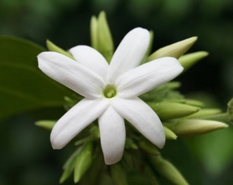 Esencia de flor de jazmín, apertura del corazón, perdón a uno mismo, limpieza del aura, corte de lazos, dejar ir