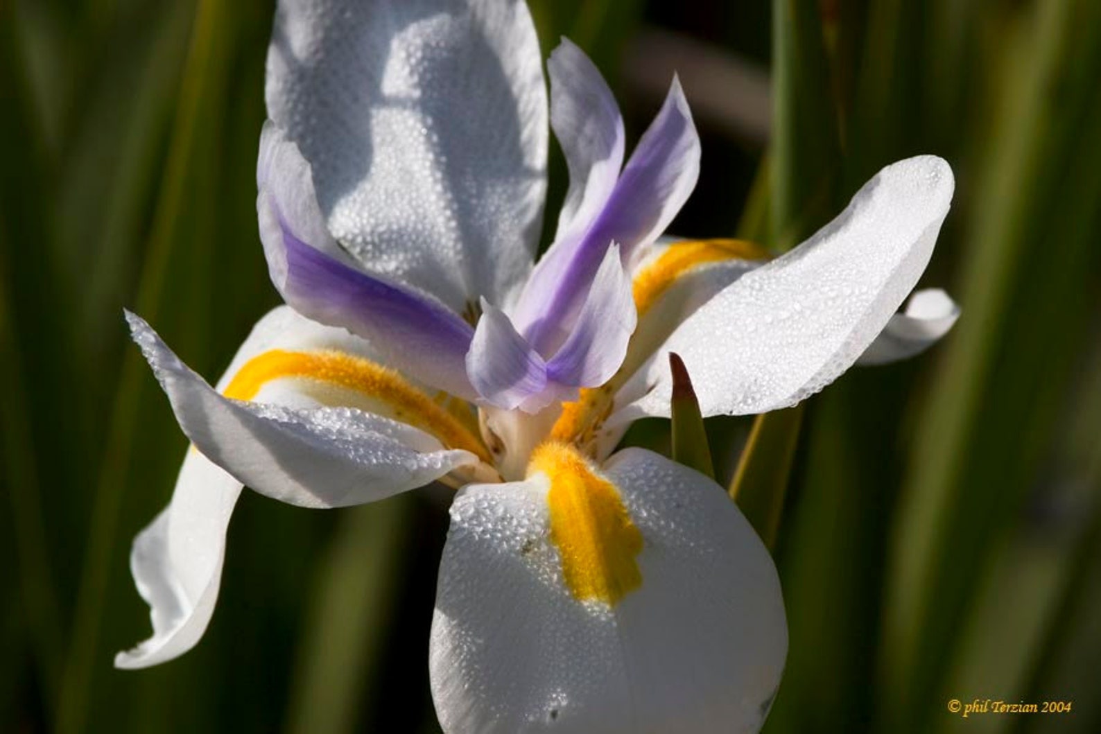 Moraea южноафриканская