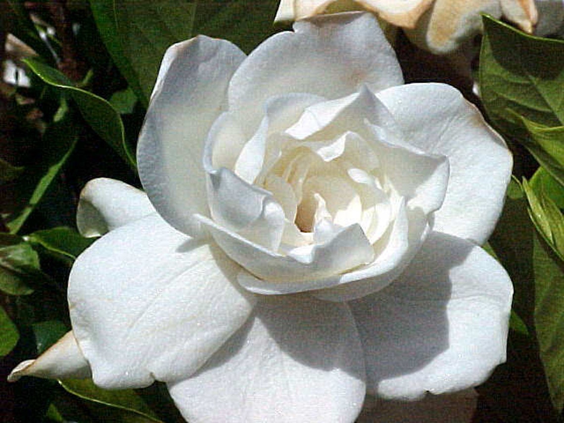 Gardenia Flower Essence, Intuition, Meditation, Throat Chakra, 3rd Eye