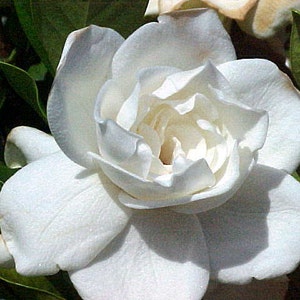 May include: A close-up of a white gardenia flower in full bloom. The flower has multiple layers of soft, textured petals. Green leaves are visible in the background, providing a contrast to the bright white flower.
