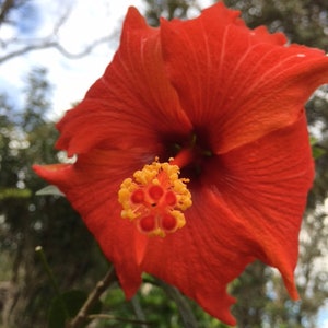 May include: A vibrant red hibiscus flower in full bloom, showcasing its large, ruffled petals and prominent yellow and orange stamen. The flower is set against a blurred background of green foliage and a partly cloudy sky.