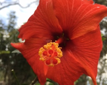 Esencia de flor de hibisco, Isla de Hawái, Chakra raíz, Plexo sacro, Creatividad, Divinidad femenina