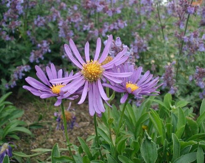 Aster Flower Essence Courage Multitask Productivity Self Etsy