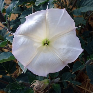 Datura Flower Essence, New Moon Leo, Channeling, 3rd Eye, Spiritual Guidance, Dreamwork, Psychic Vision