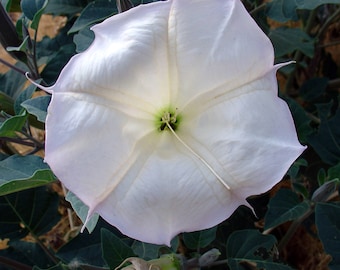 Esencia de flor de datura, Luna Nueva en Leo, Canalización, Tercer Ojo, Guía Espiritual, Trabajo con Sueños, Visión Psíquica