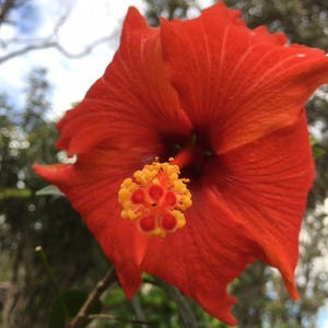 Puede incluir: Primer plano de una flor de hibisco roja brillante, con sus p&eacute;talos arrugados y estambres amarillos y naranjas prominentes. El fondo es borroso, con hojas verdes y un cielo parcialmente nublado.