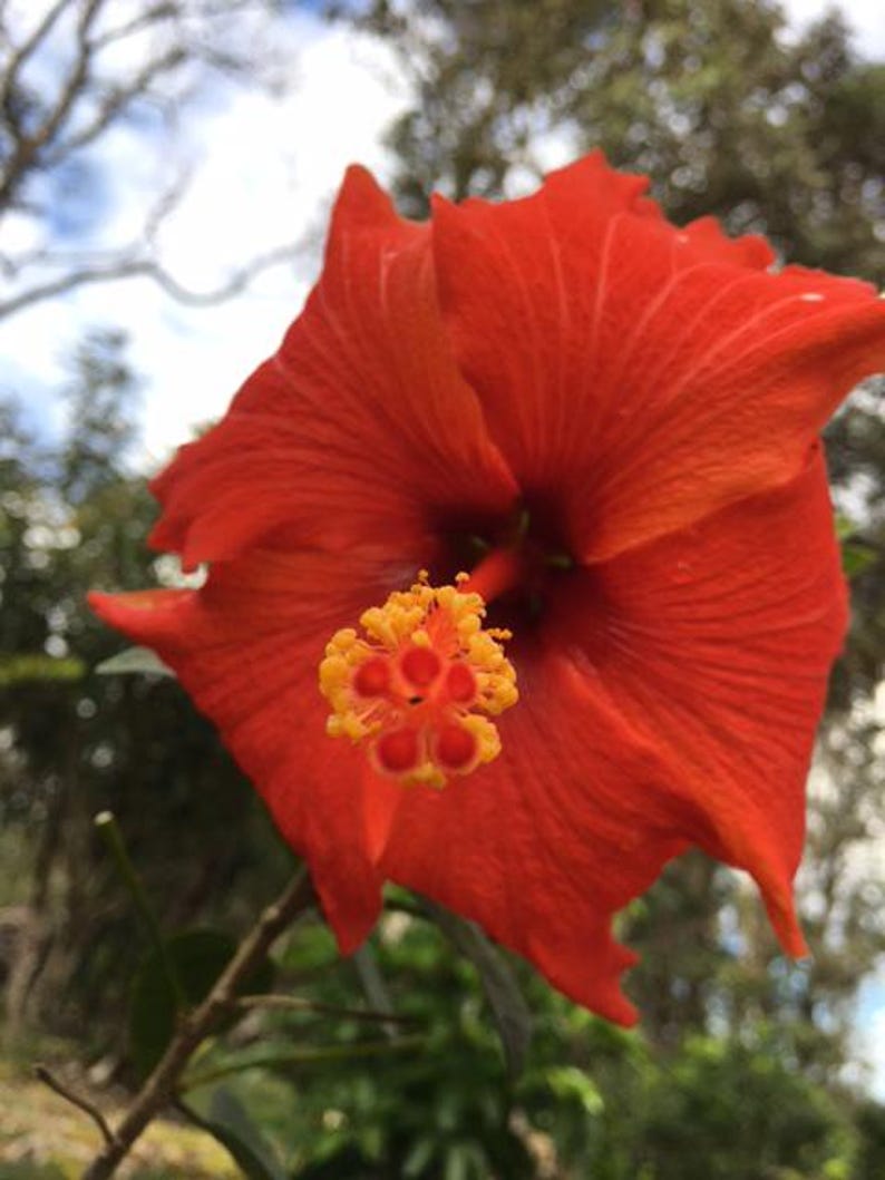 Puede incluir: Primer plano de una flor de hibisco roja brillante, con sus p&eacute;talos arrugados y estambres amarillos y naranjas prominentes. El fondo es borroso, con hojas verdes y un cielo parcialmente nublado.