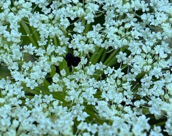 Esencia floral de encaje de la Reina Ana: trae el cielo a la tierra, plenitud, intuición, tercer ojo, chakra de la coronilla y conexión.